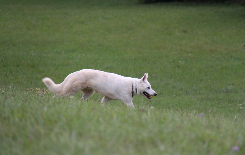 rencontres propriétaires de chiens