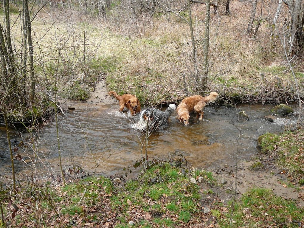 rencontre animaux domestiques