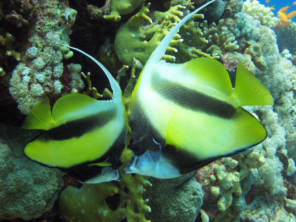 Faune et flore marine - Poissons tropicaux - Abysses Faune et flore marine - Poissons tropicaux - Abysses