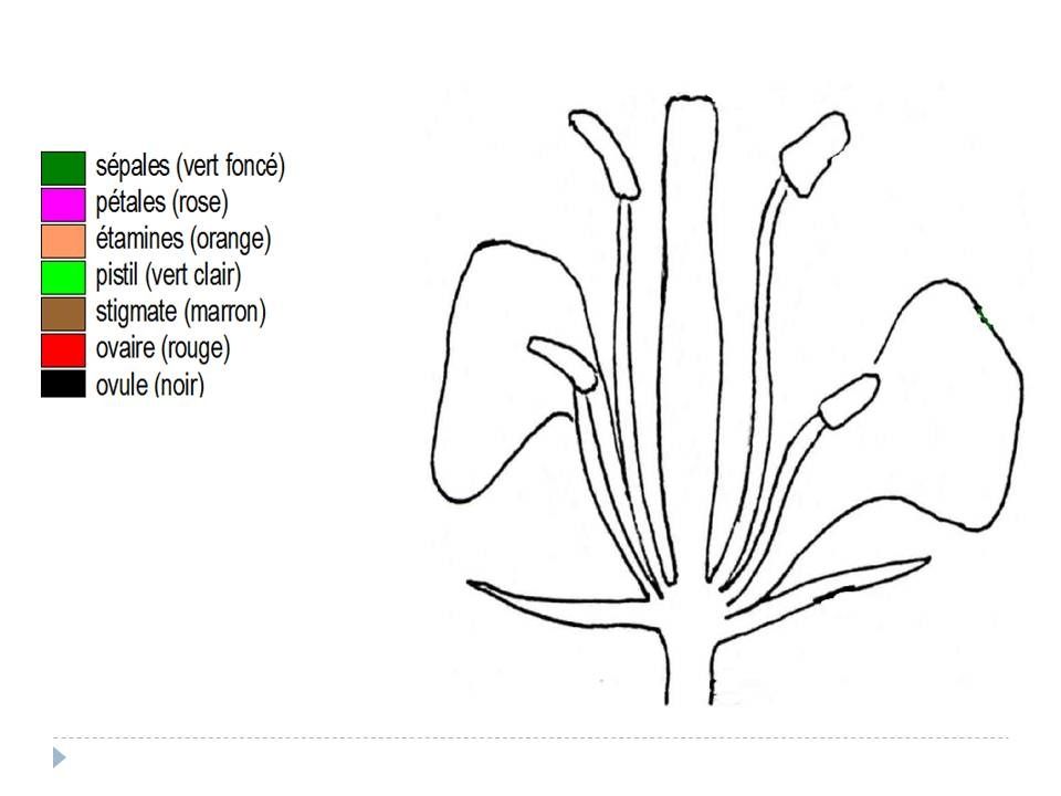 rencontre cellules reproductrices