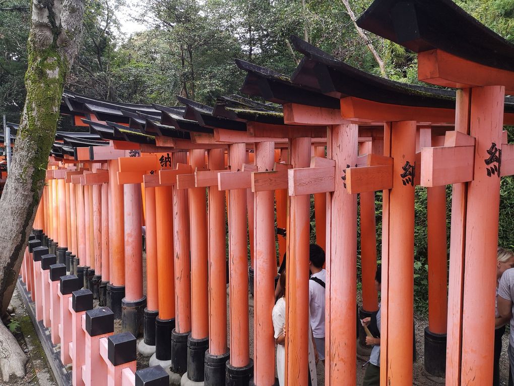 Les fameux torii oranges par milliers dans le sanctuaire shintoiste de fushimi Inari taisha