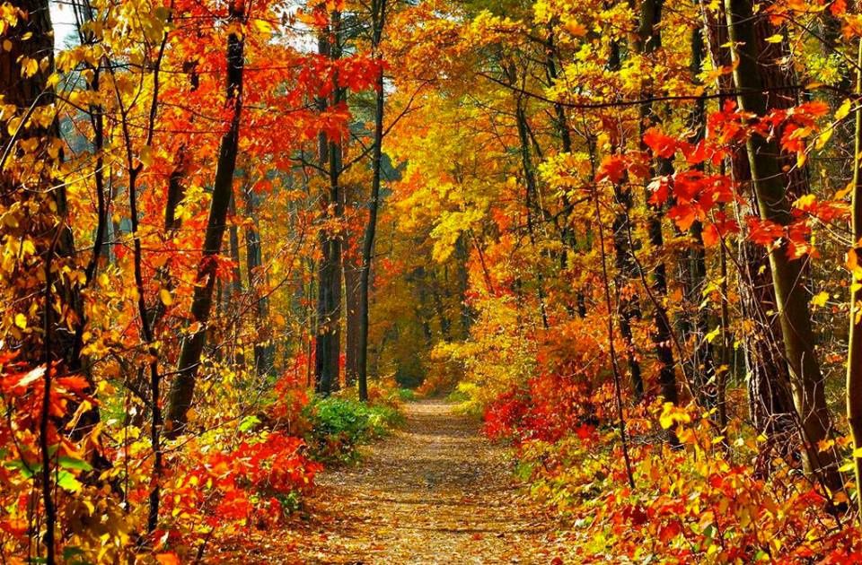 Magnifiques Couleurs D'automne - Rosalie Dans Tous Ses états