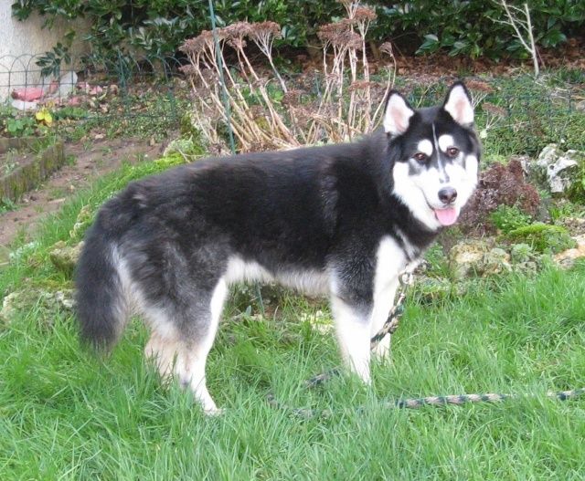 ADOPTION CHIEN - LUCKY 13 mois - BIENVENUE CHEZ NOUNETTE ADOPTION CHIEN - LUCKY 13 mois - BIENVENUE CHEZ NOUNETTE
