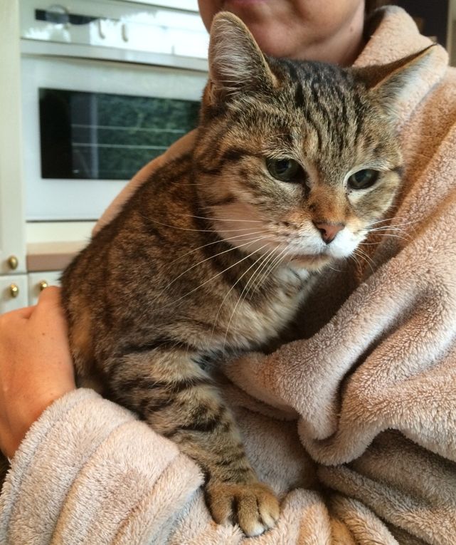 rencontre chien et chat adulte plan q rencontre chien et chat adulte plan q