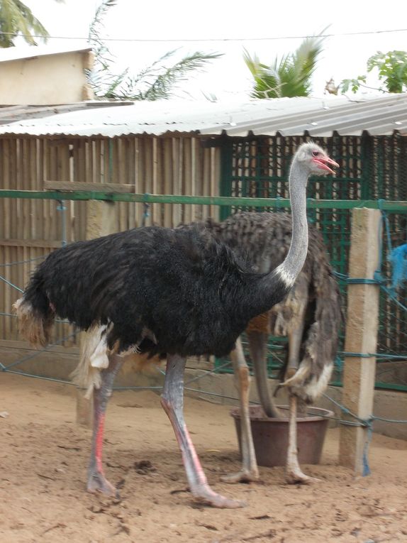 rencontre avec les soigneurs de la ménagerie