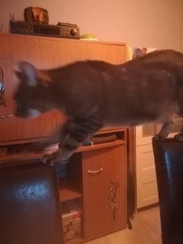 chatte en chaleur gratuit villeneuve d ascq chatte en chaleur gratuit villeneuve d ascq