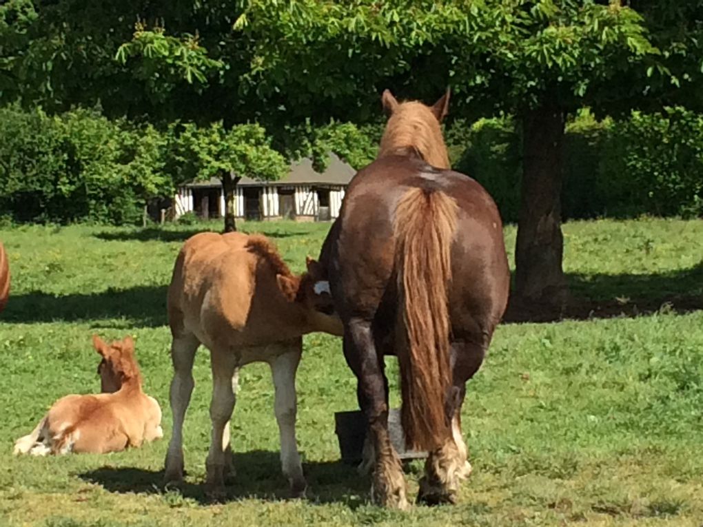 Z-Les G.S à la ferme des chevaux de trait 2015