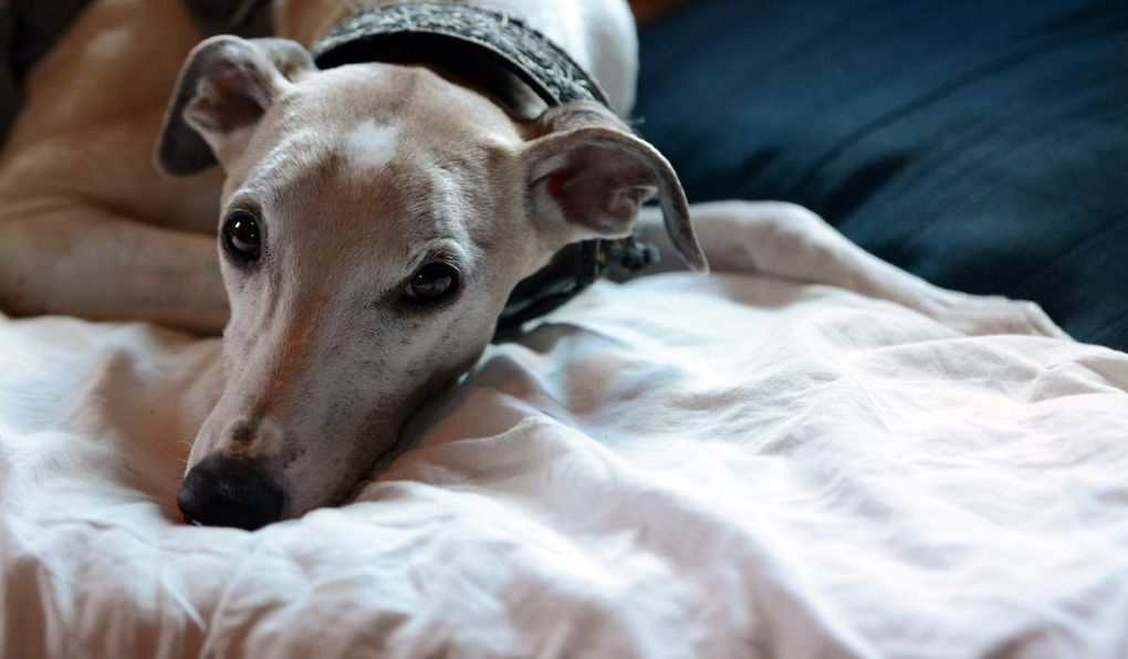 rencontre whippet