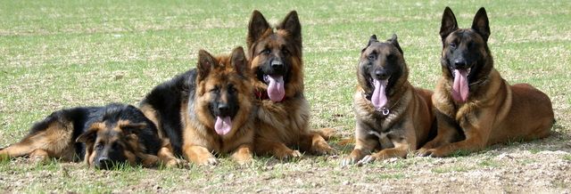 point de rencontre avec les loups gris