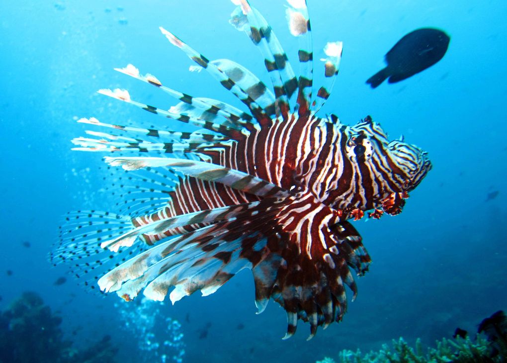 rencontre poisson
