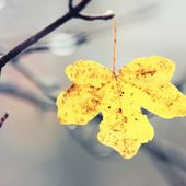 L'automne vient de frapper à nos portes !