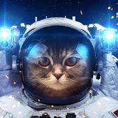 C'est la journée mondiale du chat !