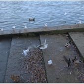 Le peuple des Bords de Seine.. - La Seine, la Seine, la Seine..... La Seine... et Moi