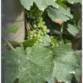 La Vigne, en Août.. - La Seine, la Seine, la Seine..... La Seine... et Moi
