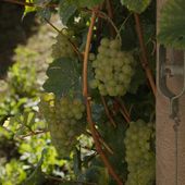 De la vigne... les belles grappes !