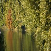 Automne..
