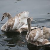 Cygnes juvéniles...