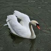 Faites-moi Cygne