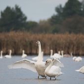 Cygnes tuberculés en baie de Somme (Crotoy)