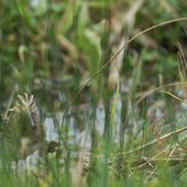 Petite surprise au Parc ornithologique du Marquenterre