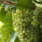 A la Vigne du Clos, le weekend prochain ?