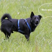 Pourquoi limiter le nombre de participants canins - Explication - Le peuple Canin