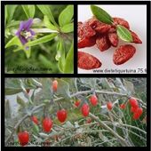 CES FRUITS QUI NOUS VEULENT DU BIEN (1/6) - CLG Création Version 2.0