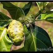 CES FRUITS QUI NOUS VEULENT DU BIEN (2/6) - CLG Création Version 2.0