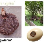 L'IVOIRE VEGETAL OU TAGUA OU NOIX DE COROZO - CLG Création Version 2.0