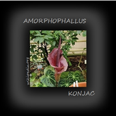 AMORPHOPHALLUS KONJAC " LANGUE DU DIABLE " - CLG Création Version 2.0
