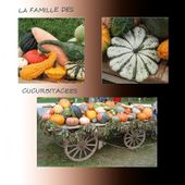 AU PAYS DES COURGES - CITROUILLES - POTIRONS - POTIMARRONS - - CLG Création Version 2.0