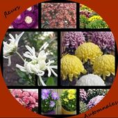 LES MARGUERITES D'AUTOMNE - CLG Création Version 2.0
