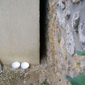 Les chats ne poussent pas sur les arbres -