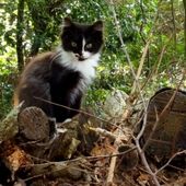 A ADOPTER : 2 jolies petites chattes -