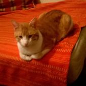MINOU cherche un foyer -