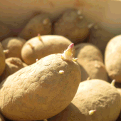 Planter les pommes de terre