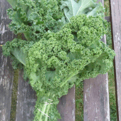 Planter des choux