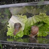 Sciences : observation d'un escargot
