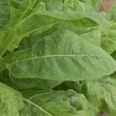Remboursement du sevrage anti-tabac ?
