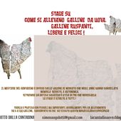 STAGE ALLEVAMENTO GALLINE da uova - cantadina.overblog.com