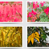 Couleurs d'automne - le blog docroger