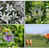 Le Jardin Alpin du Mt Cenis - le blog docroger