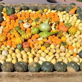 LYON : Festival des Courges - le blog docroger
