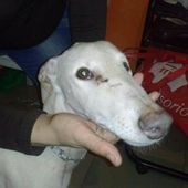 Galgo-en-souffrance/Blog Association Liaison Lévriers