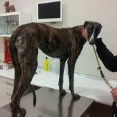 NOTRE ROCIO EST SOUFFRANTE/NOUS SOMMES INQUIETS - Galgo-en-souffrance/Blog Association Liaison Lévriers
