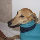 Galgo-en-souffrance/Blog Association Liaison Lévriers