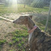 Galgo-en-souffrance/Blog Association Liaison Lévriers