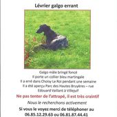 GALGO ERRANT DANS LE 94 VU SUR VILLEJUIF - Galgo-en-souffrance/Blog Association Liaison Lévriers