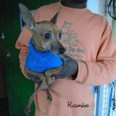 LIAISON LEVRIERS/SAUVETAGE DE RAMBO CROISE CHIHUAHUA - Galgo-en-souffrance/Blog Association Liaison Lévriers