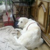 SOS URGENT/JEUDI 21 JANVIER 2016/BESOIN D'AIDE/RECHERCHE BLANCA/DEPART.78 LIMITROPHE 92 - Galgo-en-souffrance/Blog Association Liaison Lévriers